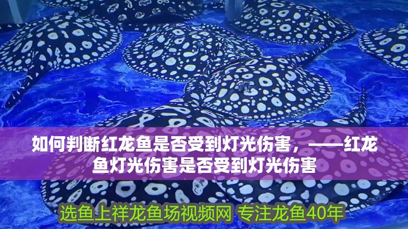 如何判斷紅龍魚是否受到燈光傷害，——紅龍魚燈光傷害是否受到燈光傷害