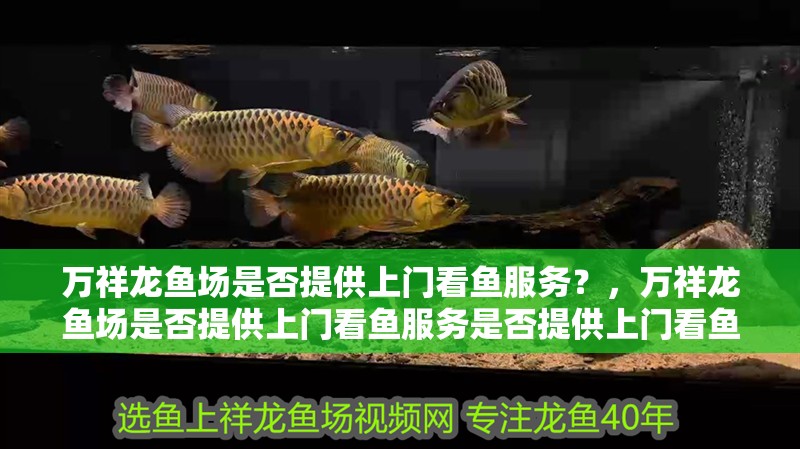 萬祥龍魚場是否提供上門看魚服務？，萬祥龍魚場是否提供上門看魚服務是否提供上門看魚服務