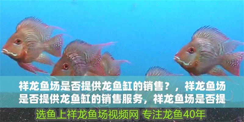 祥龍魚場是否提供龍魚缸的銷售？，祥龍魚場是否提供龍魚缸的銷售服務，祥龍魚場是否提供龍魚缸銷售