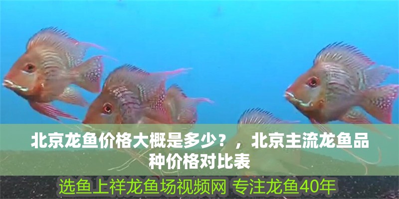 北京龍魚價格大概是多少？，北京主流龍魚品種價格對比表