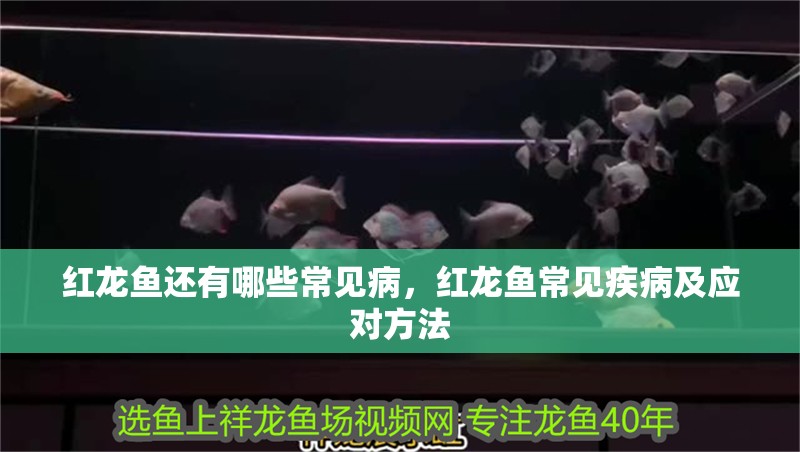 紅龍魚還有哪些常見病，紅龍魚常見疾病及應對方法