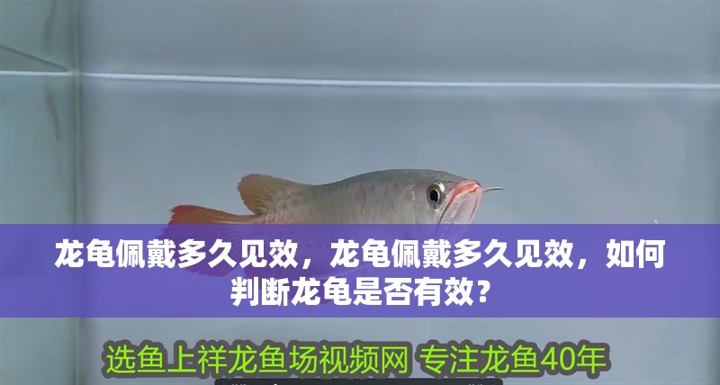 龍龜佩戴多久見(jiàn)效，龍龜佩戴多久見(jiàn)效，如何判斷龍龜是否有效？