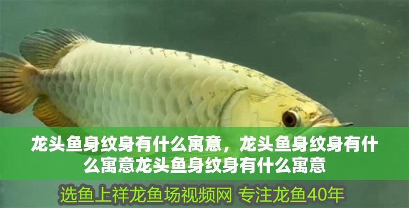 龍頭魚身紋身有什么寓意，龍頭魚身紋身有什么寓意龍頭魚身紋身有什么寓意