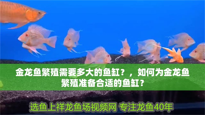 金龍魚(yú)繁殖需要多大的魚(yú)缸？，如何為金龍魚(yú)繁殖準(zhǔn)備合適的魚(yú)缸？