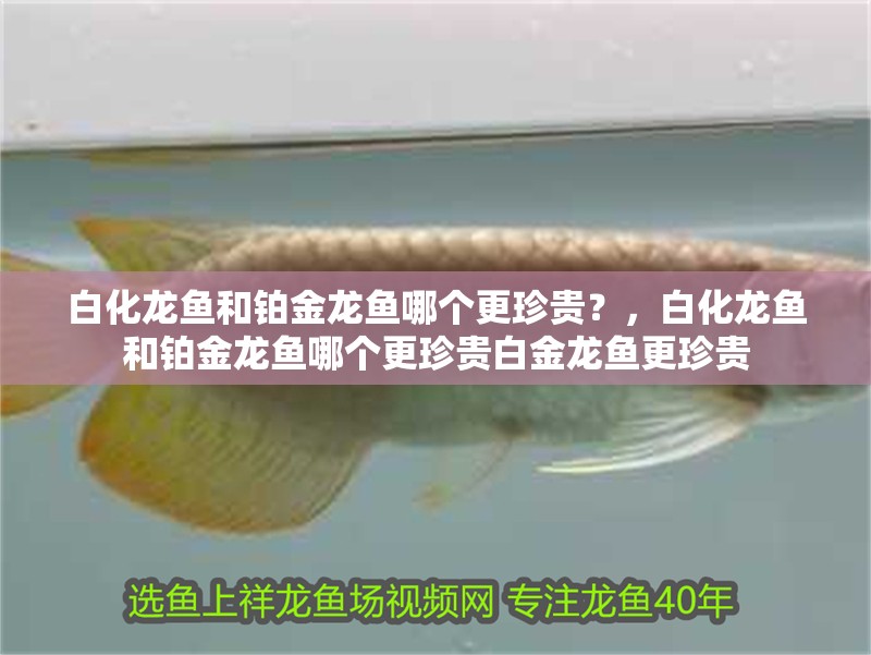 白化龍魚和鉑金龍魚哪個更珍貴？，白化龍魚和鉑金龍魚哪個更珍貴白金龍魚更珍貴