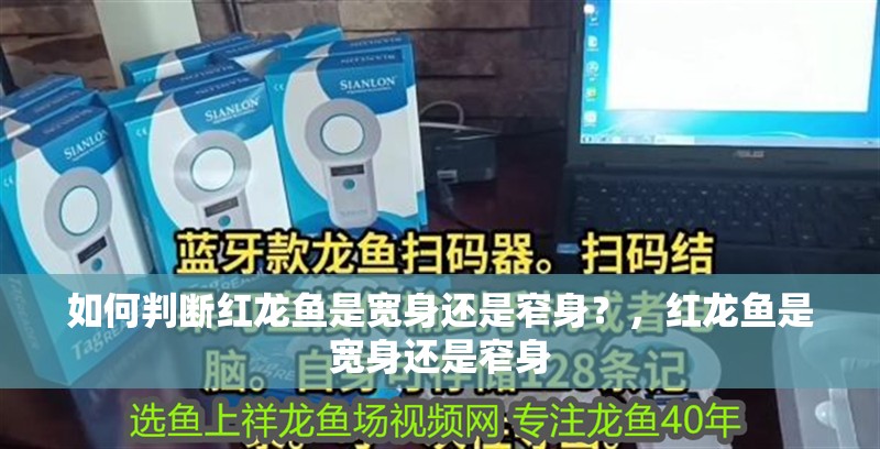 如何判斷紅龍魚是寬身還是窄身？，紅龍魚是寬身還是窄身