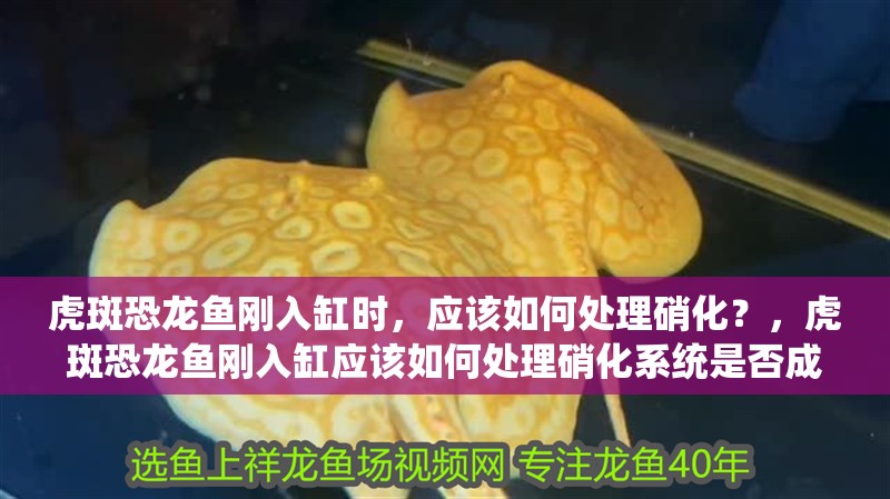 虎斑恐龍魚剛入缸時，應該如何處理硝化？，虎斑恐龍魚剛入缸應該如何處理硝化系統是否成熟
