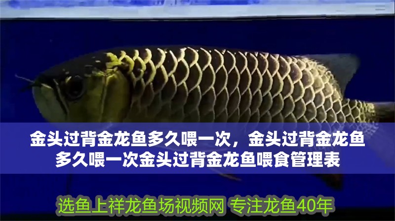 金頭過背金龍魚多久喂一次，金頭過背金龍魚多久喂一次金頭過背金龍魚喂食管理表