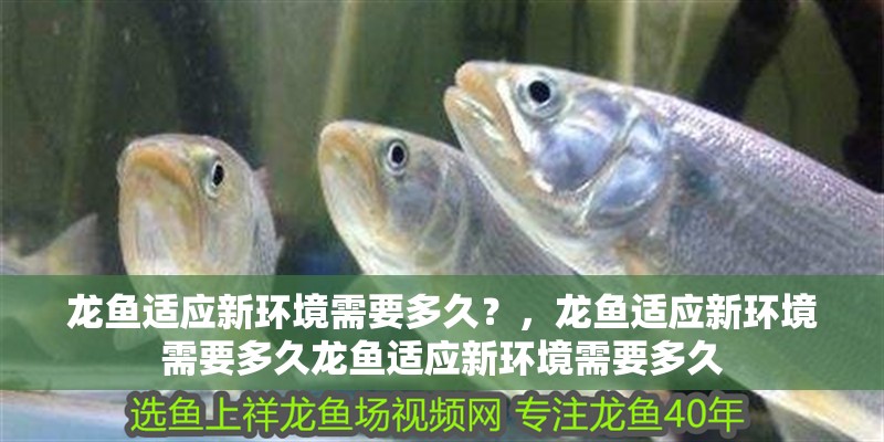 龍魚適應新環境需要多久？，龍魚適應新環境需要多久龍魚適應新環境需要多久