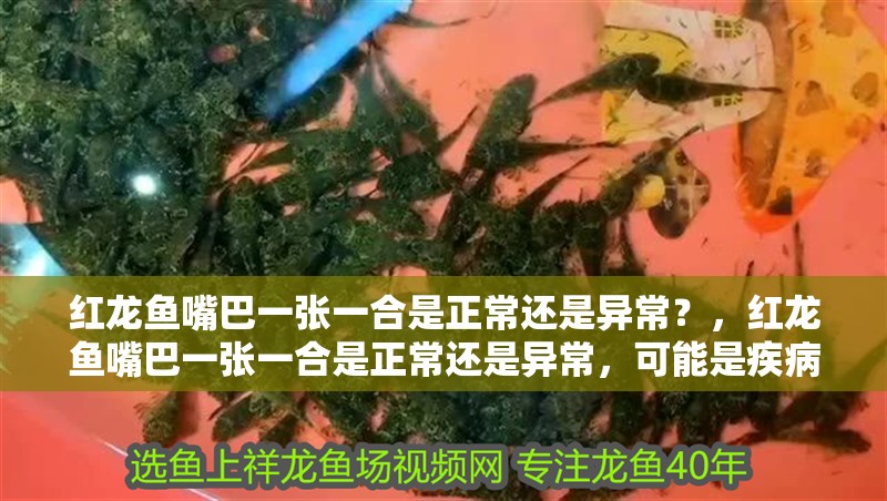 紅龍魚嘴巴一張一合是正常還是異常？，紅龍魚嘴巴一張一合是正常還是異常，可能是疾病的信號