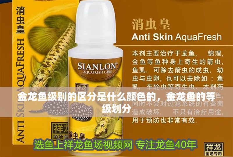 金龍魚級別的區分是什么顏色的，金龍魚的等級劃分