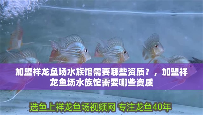 加盟祥龍魚場水族館需要哪些資質？，加盟祥龍魚場水族館需要哪些資質