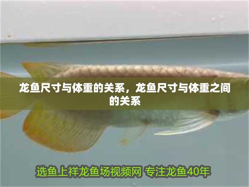 龍魚尺寸與體重的關(guān)系，龍魚尺寸與體重之間的關(guān)系
