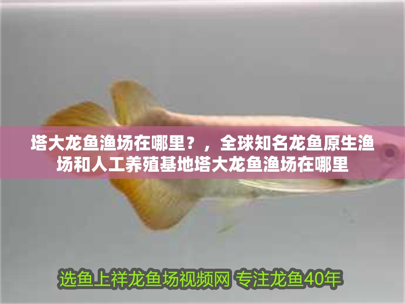 塔大龍魚漁場在哪里？，全球知名龍魚原生漁場和人工養(yǎng)殖基地塔大龍魚漁場在哪里