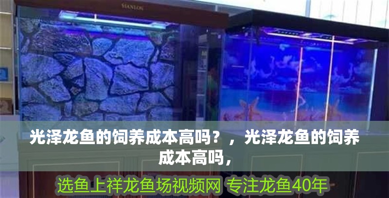光澤龍魚的飼養成本高嗎？，光澤龍魚的飼養成本高嗎，