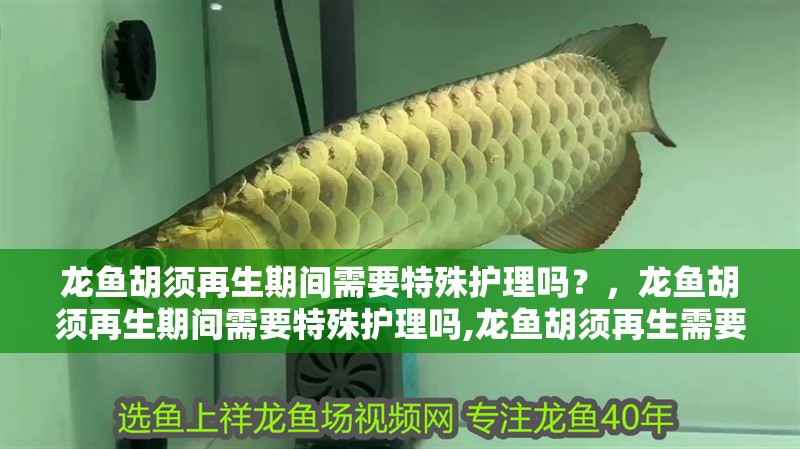 龍魚胡須再生期間需要特殊護理嗎？，龍魚胡須再生期間需要特殊護理嗎,龍魚胡須再生需要特殊護理嗎