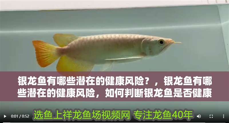 銀龍魚有哪些潛在的健康風險？，銀龍魚有哪些潛在的健康風險，如何判斷銀龍魚是否健康