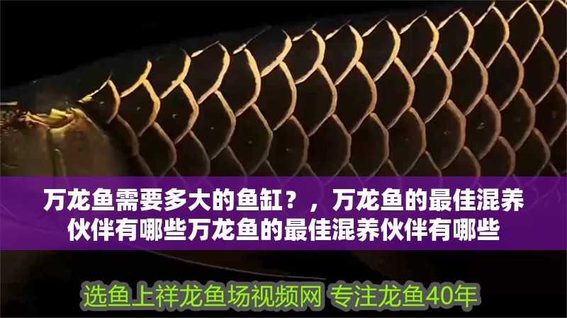 萬(wàn)龍魚需要多大的魚缸？，萬(wàn)龍魚的最佳混養(yǎng)伙伴有哪些萬(wàn)龍魚的最佳混養(yǎng)伙伴有哪些