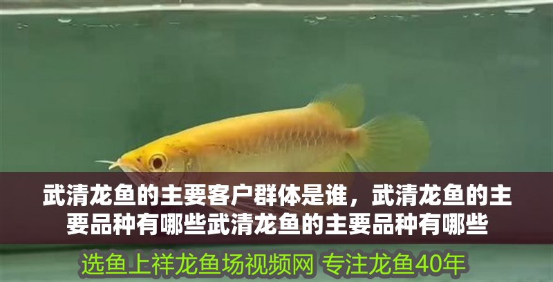 武清龍魚的主要客戶群體是誰，武清龍魚的主要品種有哪些武清龍魚的主要品種有哪些
