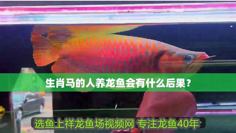 生肖馬的人養龍魚會有什么后果？