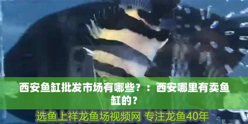 西安魚缸批發市場有哪些？：西安哪里有賣魚缸的？