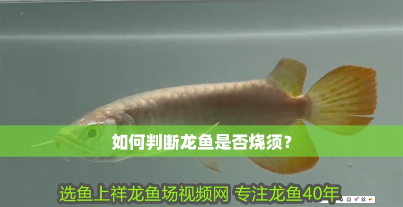 如何判斷龍魚是否燒須？