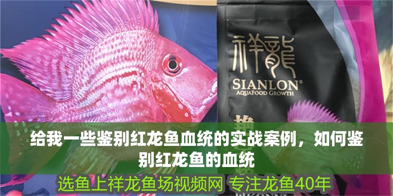 給我一些鑒別紅龍魚血統(tǒng)的實戰(zhàn)案例，如何鑒別紅龍魚的血統(tǒng)