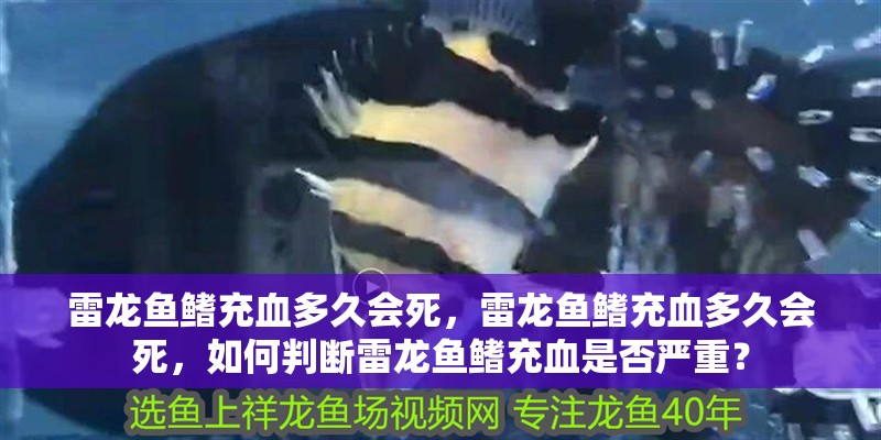 雷龍魚鰭充血多久會死，雷龍魚鰭充血多久會死，如何判斷雷龍魚鰭充血是否嚴重？