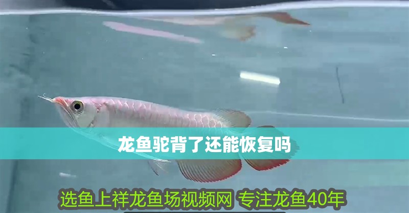 龍魚駝背了還能恢復(fù)嗎