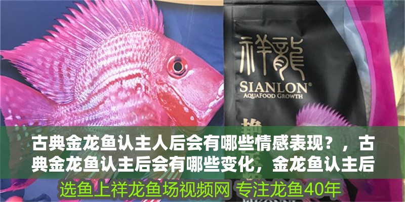 古典金龍魚認主人后會有哪些情感表現？，古典金龍魚認主后會有哪些變化，金龍魚認主后會有哪些變化