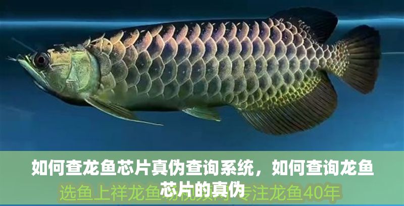 如何查龍魚芯片真偽查詢系統，如何查詢龍魚芯片的真偽