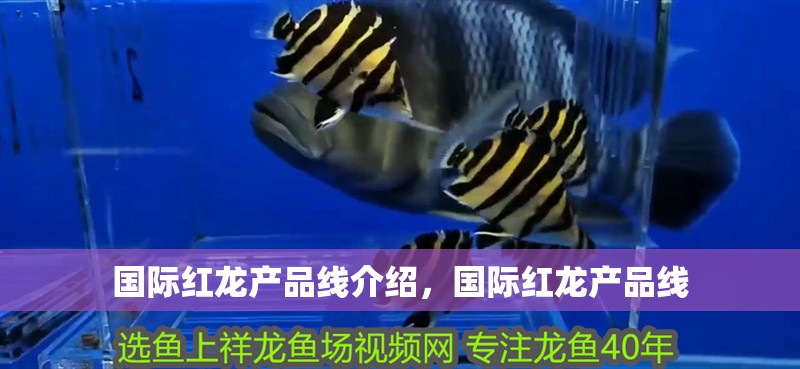 國際紅龍產品線介紹，國際紅龍產品線
