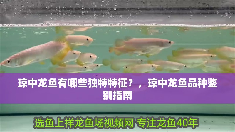 瓊中龍魚有哪些獨特特征？，瓊中龍魚品種鑒別指南