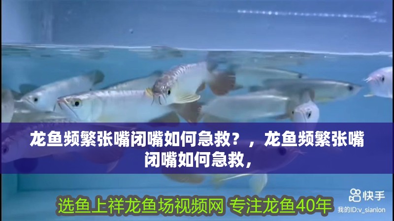 龍魚頻繁張嘴閉嘴如何急救？，龍魚頻繁張嘴閉嘴如何急救，