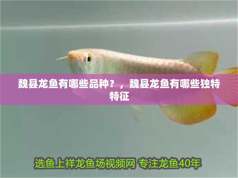 魏縣龍魚有哪些品種？，魏縣龍魚有哪些獨特特征