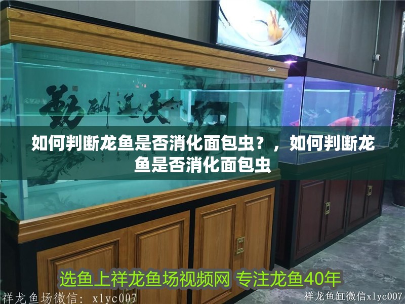 如何判斷龍魚是否消化面包蟲？，如何判斷龍魚是否消化面包蟲