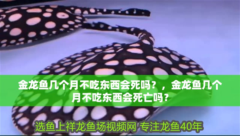 金龍魚幾個月不吃東西會死嗎？，金龍魚幾個月不吃東西會死亡嗎？