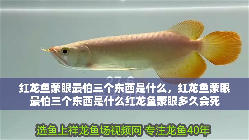 紅龍魚蒙眼最怕三個東西是什么，紅龍魚蒙眼最怕三個東西是什么紅龍魚蒙眼多久會死