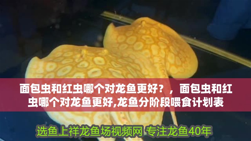 面包蟲和紅蟲哪個對龍魚更好？，面包蟲和紅蟲哪個對龍魚更好,龍魚分階段喂食計劃表
