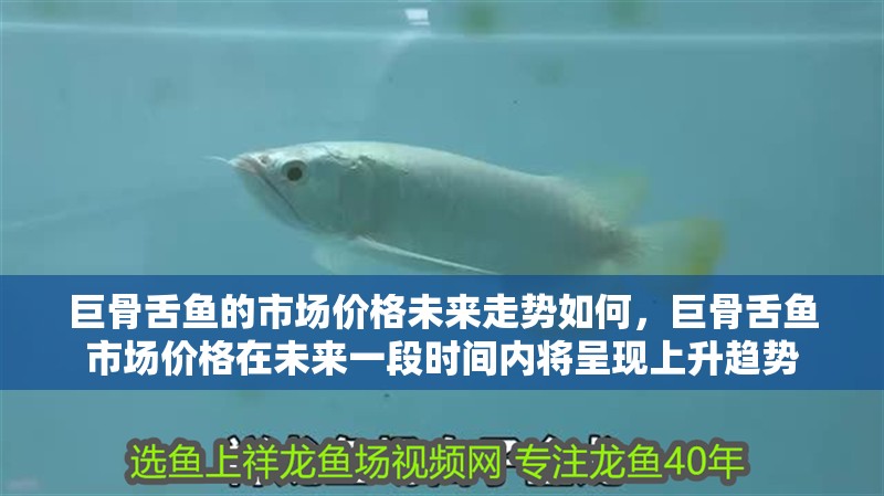 巨骨舌魚的市場價格未來走勢如何，巨骨舌魚市場價格在未來一段時間內將呈現上升趨勢