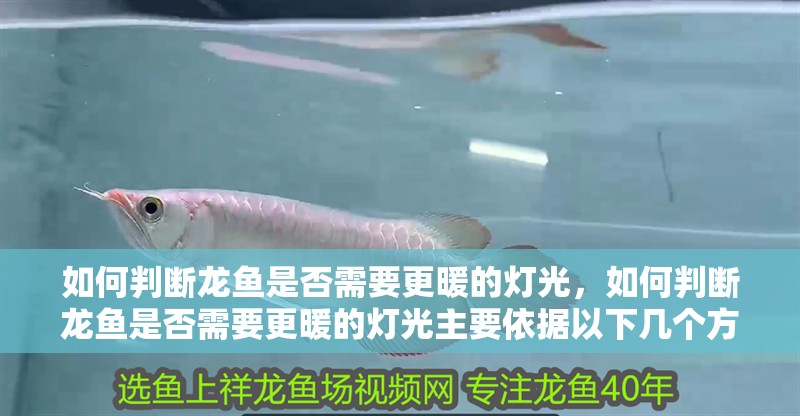 如何判斷龍魚是否需要更暖的燈光，如何判斷龍魚是否需要更暖的燈光主要依據(jù)以下幾個方面