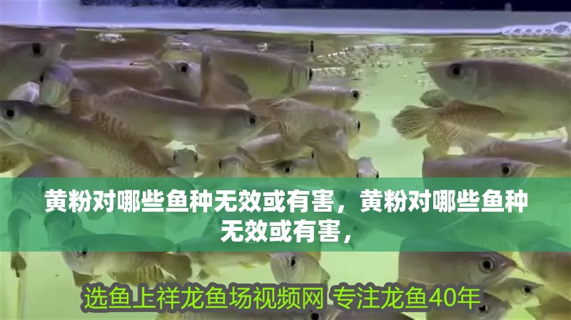 黃粉對哪些魚種無效或有害，黃粉對哪些魚種無效或有害，