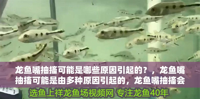 龍魚嘴抽搐可能是哪些原因引起的？，龍魚嘴抽搐可能是由多種原因引起的，龍魚嘴抽搐會自行恢復嗎