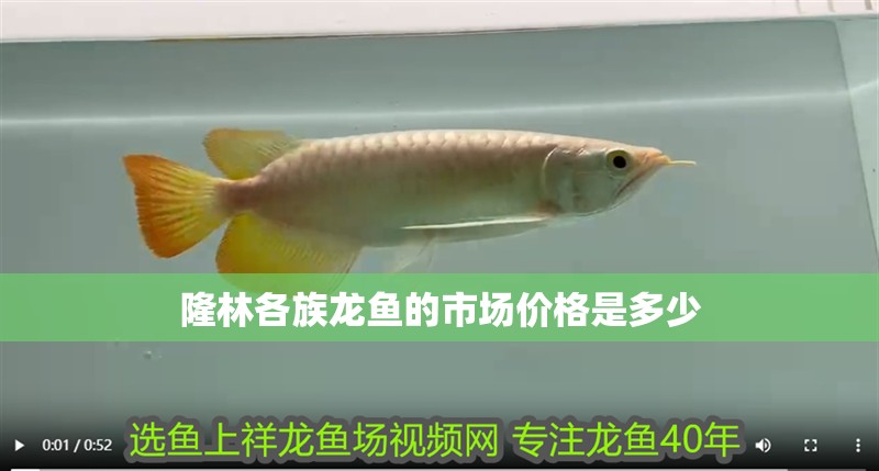 隆林各族龍魚的市場價格是多少