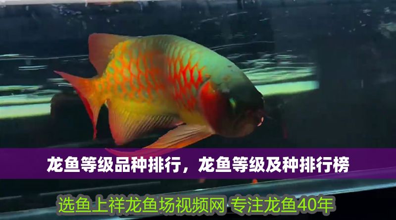 龍魚等級品種排行，龍魚等級及種排行榜
