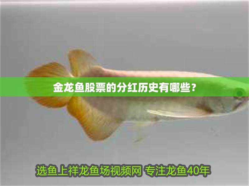 金龍魚(yú)股票的分紅歷史有哪些？