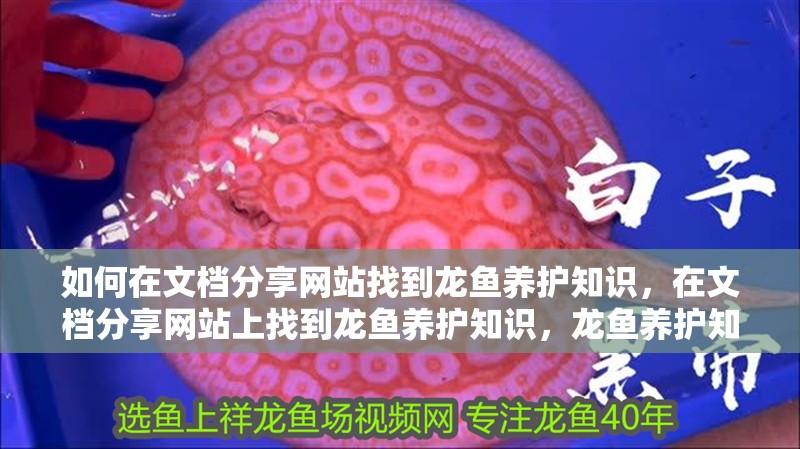 如何在文檔分享網(wǎng)站找到龍魚養(yǎng)護(hù)知識，在文檔分享網(wǎng)站上找到龍魚養(yǎng)護(hù)知識，龍魚養(yǎng)護(hù)知識