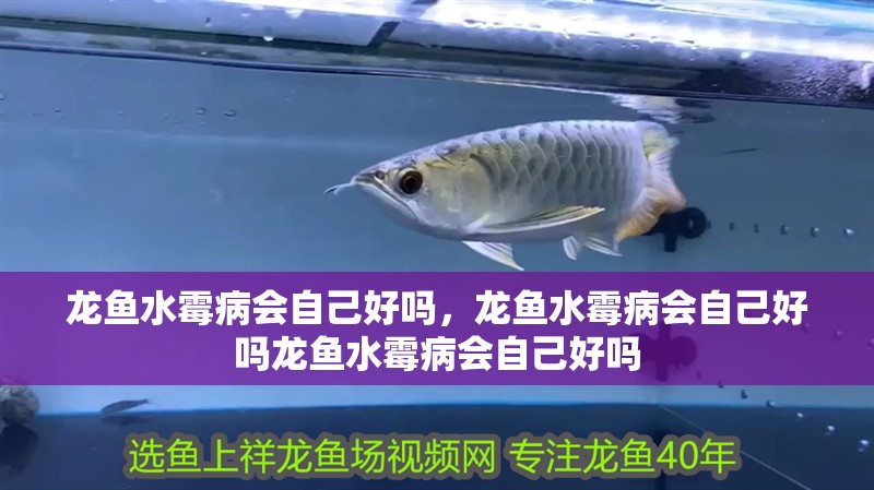 龍魚水霉病會自己好嗎，龍魚水霉病會自己好嗎龍魚水霉病會自己好嗎