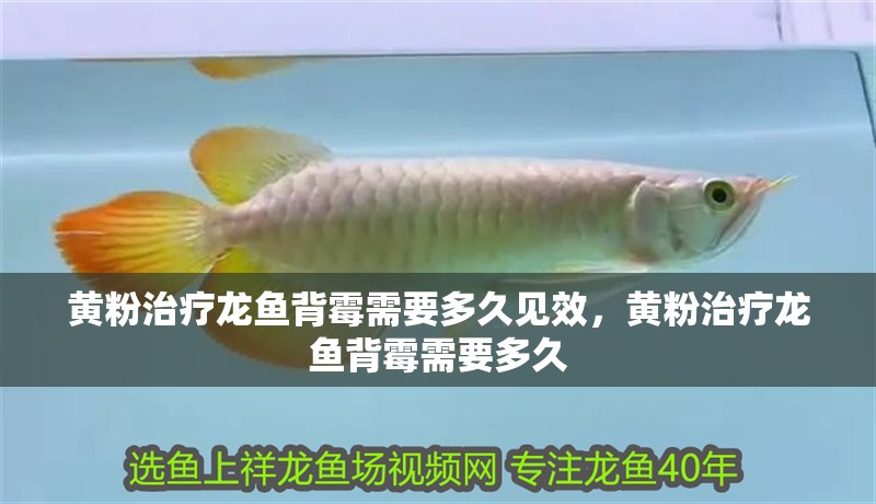 黃粉治療龍魚背霉需要多久見效，黃粉治療龍魚背霉需要多久