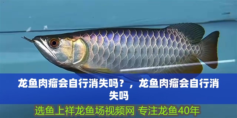龍魚肉瘤會自行消失嗎？，龍魚肉瘤會自行消失嗎
